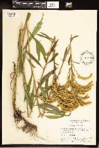 Solidago juncea image