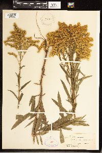 Solidago juncea image