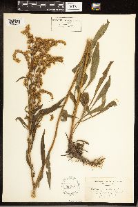 Solidago juncea image