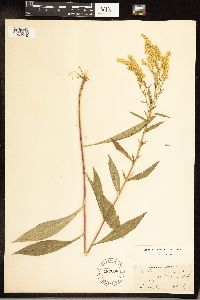 Solidago juncea image