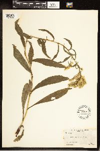 Solidago juncea image