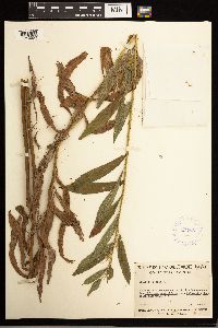 Solidago lepida image