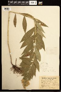Solidago lepida image