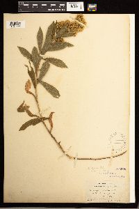 Solidago lepida image