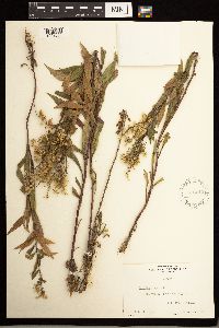 Solidago lepida image