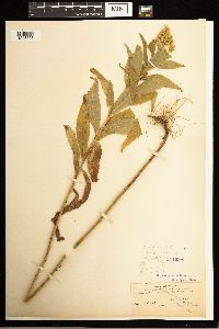 Solidago lepida image