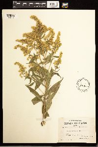 Solidago lepida image