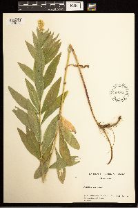 Solidago lepida image