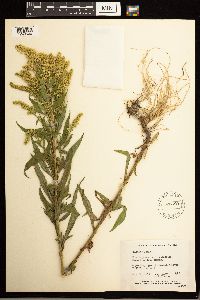Solidago lepida image