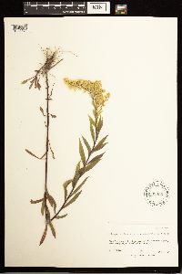 Solidago lepida image