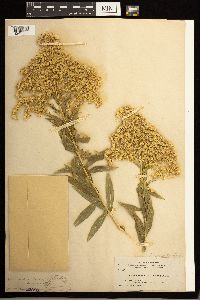 Solidago lepida image