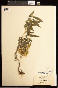Solidago lepida image