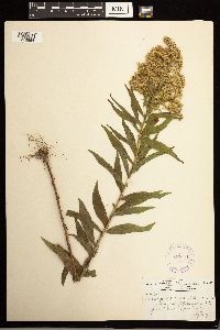 Solidago lepida image