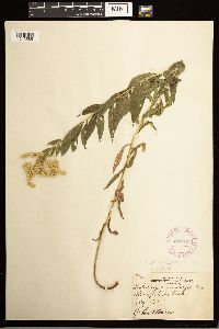 Solidago lepida image
