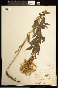 Solidago lepida image