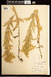 Solidago lepida image