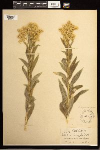Solidago lepida image