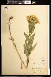 Solidago lepida image