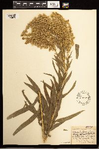 Solidago lepida image