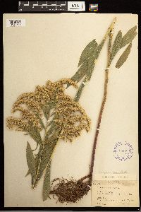 Solidago lepida image