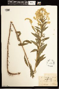 Solidago lepida image