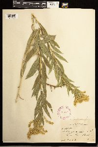 Solidago lepida image