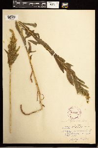 Solidago lepida image