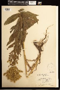 Solidago lepida image