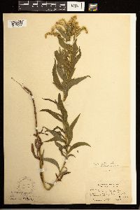 Solidago lepida image