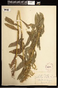 Solidago lepida image