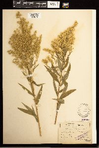 Solidago lepida image