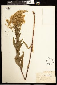 Solidago lepida image