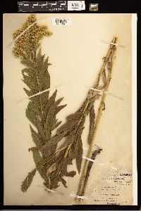 Solidago lepida image