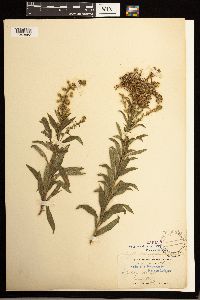 Solidago lepida image