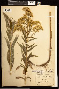 Solidago lepida image