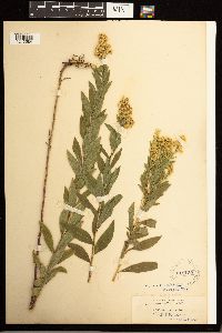 Solidago lepida image