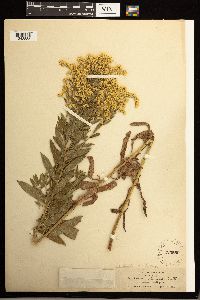 Solidago lepida image