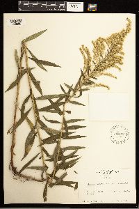 Solidago lepida image