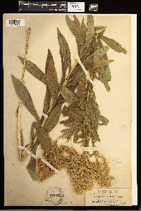 Solidago lepida image