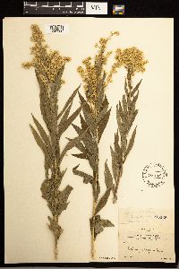 Solidago lepida image