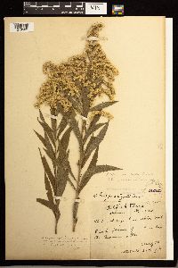 Solidago lepida image
