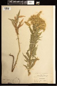 Solidago lepida image