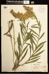 Solidago lepida image