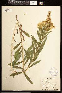 Solidago lepida image