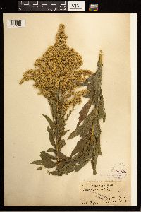 Solidago lepida image