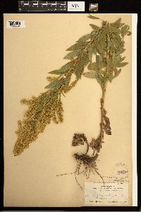 Solidago lepida image