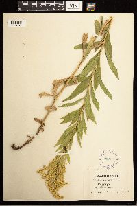 Solidago lepida image