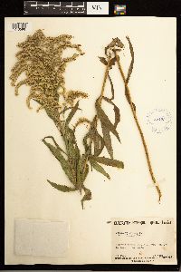 Solidago lepida image
