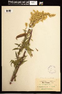 Solidago lepida image