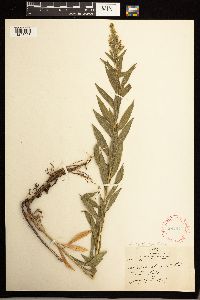 Solidago lepida image